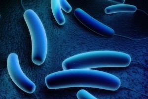 A type of Legionella bacteria